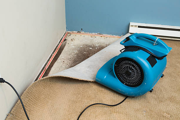Best Professional water damage repair  in Chocowinity, NC